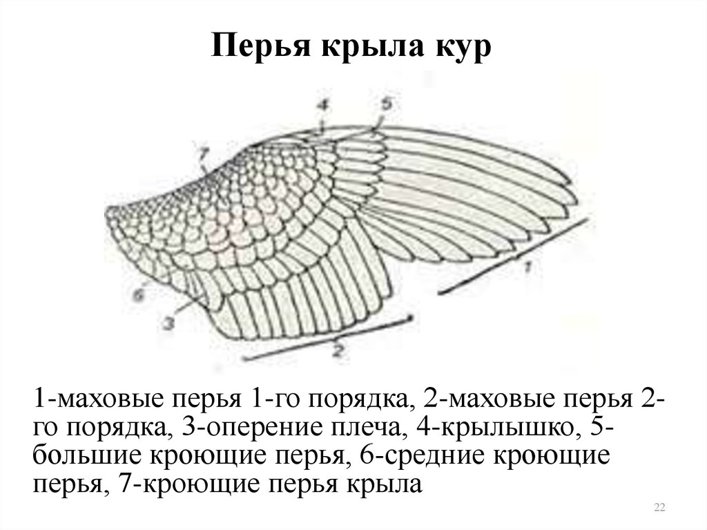 Расположение перьев у птиц. Маховые Крылья строение. Строение крыла птицы схема. Крыло курицы строение. Строение махового пера у птиц.