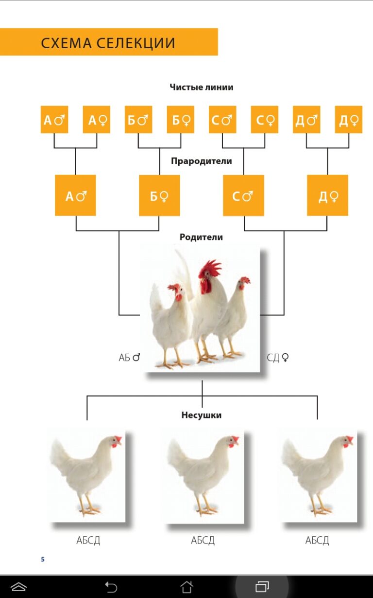 Хозяйственные группы и породы кур схема биология